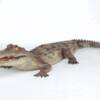 CROCODILE
SIZE: 126"x43"x20"
PRICE: $1600