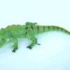 IGUANA
SIZE: 46"x12"x5"
PRICE: $269
