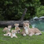 Lioness & Cubs
Size: 57"x37"x26"
Cubs: 32"x17"x15"
Price for all $1500